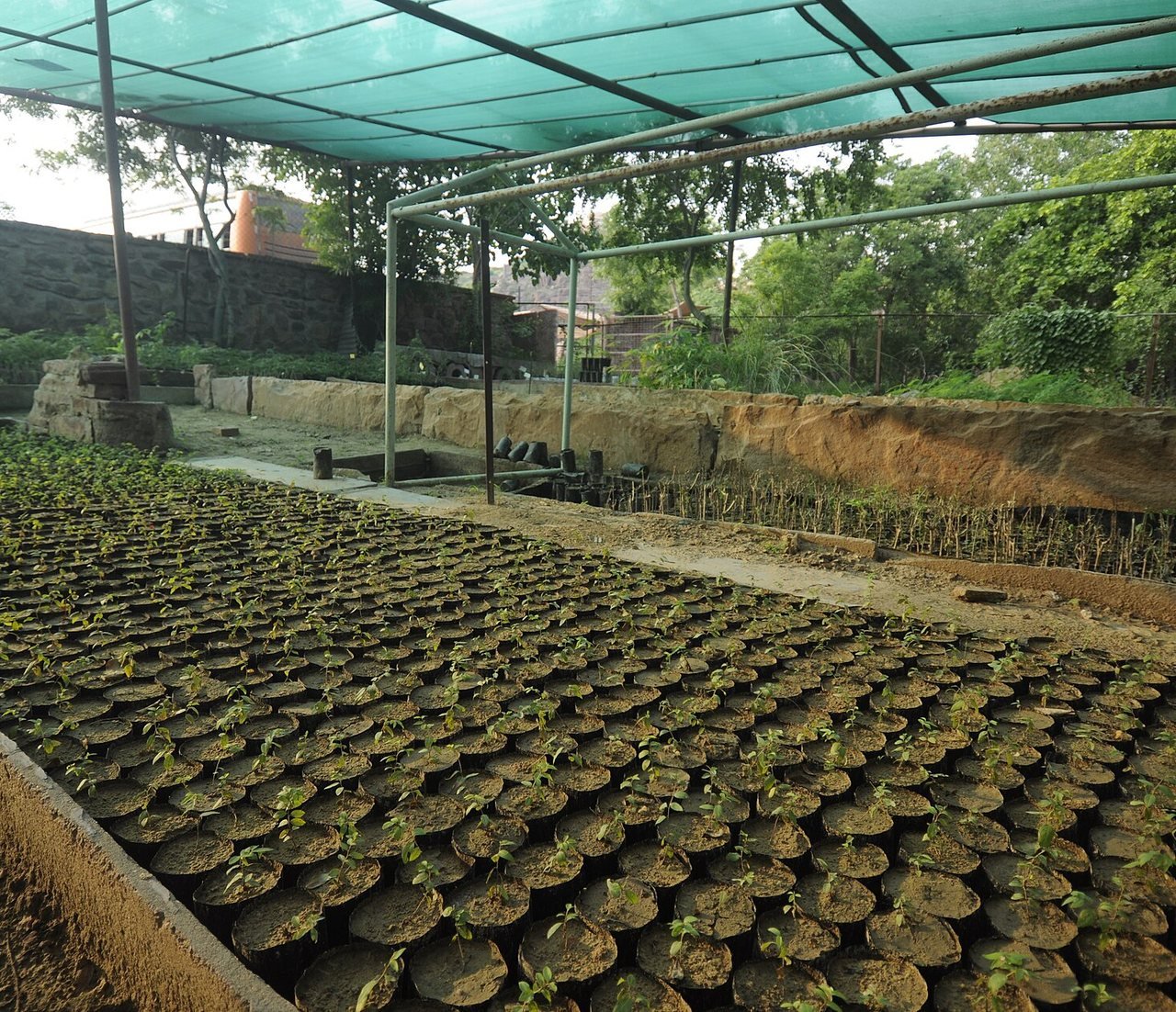 Grafted fruit saplings in a nursery